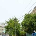 Galerie foto: despre un porumbel și despre oameni 1 salvare porumbel 01