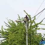 Galerie foto: despre un porumbel și despre oameni 3 salvare porumbel 03