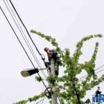 Galerie foto: despre un porumbel și despre oameni 8 salvare porumbel 08