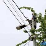 Galerie foto: despre un porumbel și despre oameni 12 salvare porumbel 12