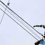 Galerie foto: despre un porumbel și despre oameni 13 salvare porumbel 13