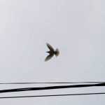 Galerie foto: despre un porumbel și despre oameni 14 salvare porumbel 14