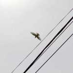 Galerie foto: despre un porumbel și despre oameni 15 salvare porumbel 15