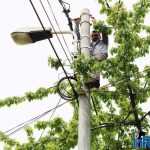 Galerie foto: despre un porumbel și despre oameni 17 salvare porumbel 17