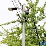 Galerie foto: despre un porumbel și despre oameni 18 salvare porumbel 18