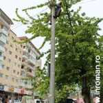 Galerie foto: despre un porumbel și despre oameni 19 salvare porumbel 19