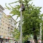 Galerie foto: despre un porumbel și despre oameni 20 salvare porumbel 20