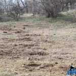 Plantările de arbori: necesitate și mod de educație 15 plantari 13