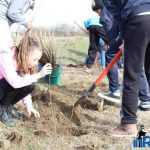 Plantările de arbori: necesitate și mod de educație 16 plantari 14