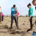 Plantările de arbori: necesitate și mod de educație 18 plantari 16