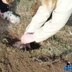 Plantările de arbori: necesitate și mod de educație 20 plantari 18