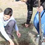 Plantările de arbori: necesitate și mod de educație 25 plantari 23