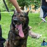 Bucurie in miscare 0565