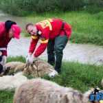 ISU salvare oi Rosiori 8018