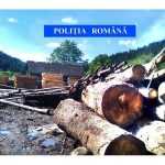 politia lemn confiscat 1