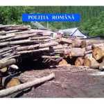 politia lemn confiscat 3