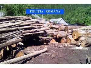 politia lemn confiscat 3