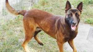 cainele politist monah Tey