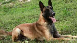 malinois belgian