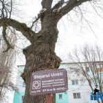 inroman.ro stejarul unirii Roman