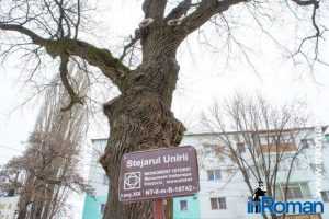 inroman.ro stejarul unirii Roman