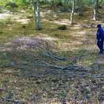 taieri padure Bahna 2