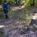 taieri padure Bahna 5