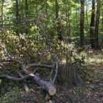 taieri padure Bahna 6