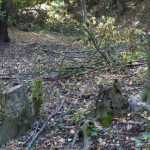 taieri padure Bahna 7