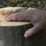 taieri padure Bahna 8