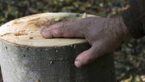 taieri padure Bahna 8