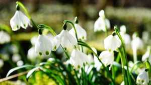 ghiocel snowflake 275367