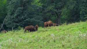 parcul vanatori neamt