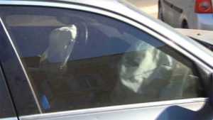 accident gara semafor doborat 5