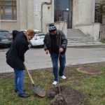 plantare copaci primarie 02