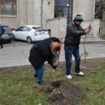 plantare copaci primarie 03