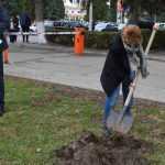 plantare copaci primarie 04