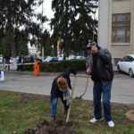 plantare copaci primarie 05