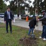 plantare copaci primarie 07