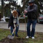 plantare copaci primarie 09