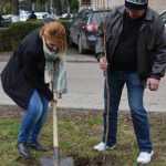 plantare copaci primarie 11