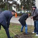 plantare copaci primarie 12