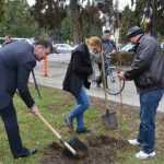 plantare copaci primarie 13