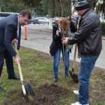 plantare copaci primarie 15