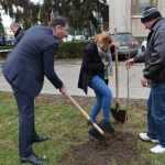 plantare copaci primarie 16