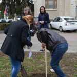 plantare copaci primarie 18