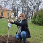 plantare copaci primarie 19