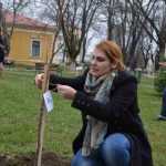 plantare copaci primarie 20