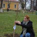 plantare copaci primarie 21