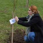 plantare copaci primarie 22